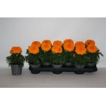 Tagetes Peiulill erecta 10,5cm