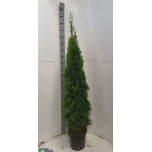 Thuja Elupuu Smaragd 31cm h200