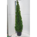 Thuja Elupuu Smaragd 31cm h210
