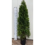 Thuja Elupuu Smaragd 30cm h210