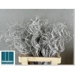 Dried Tingting White + glitter 65cm (pk)