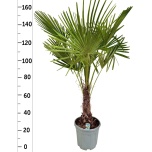 Trachycarpus fortunei Karuspalm 30cm h145