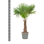 Trachycarpus Karuspalm fort 50cm