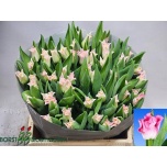 Tulp co Crown Dynasty