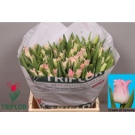 Tulp co Crown Dynasty