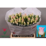 Tulp co Crown Dynasty