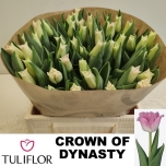 Tulp Crown Dynasty