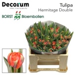 Tulp Hermitage
