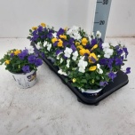 Viola Võrasema tricolor 13cm