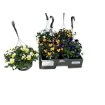 Viola Võõrasema 21cm