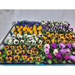 Viola Võõrasema 9cm