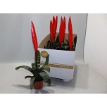 Vriesea Vriisea Era 9cm