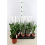 Zamioculcas Sulgvõhk 12cm
