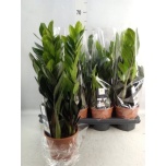 Zamioculcas Sulgvõhk 14cm