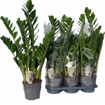 Zamioculcas Sulgvõhk 19cm