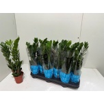 Zamioculcas Sulgvõhk 10,5cm