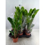 Zamioculcas Sulgvõhk 10,5cm