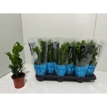 Zamioculcas Sulgvõhk 10,5cm
