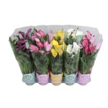 Zanthedeschia Kalla mix 12cm