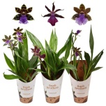 Zygopetalum Sinikäpp 12cm