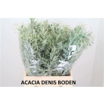 Acacia 70cm Hambury