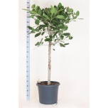 Ficus benghalensis Audrey 48cm