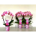 Phalaenopsis Kuuking roosa kaarel 2ÕV 12cm