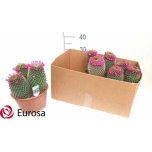 Cactus Kaktus Mammillaria spinosissima 20cm