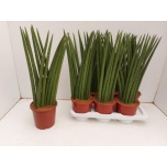 Sansevieria Havisaba 17cm Cylindrica Boncel