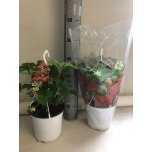 Fragaria Maasikas Elsanta 20cm