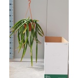 Cactus Lepismium cruciforme 20cm
