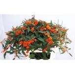 Euphorbia Piimalill Queen Orange 60-65cm