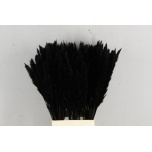 Dried Cortaderia Silvy paint Black 10pc/bunch 85cm (pk)