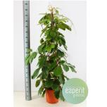 Tetrastigma voinierianum Nelisuudmik 37cm