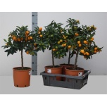 Citrofortunella x microcarpa 22cm