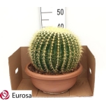 Echinocactus Siilkaktus 40cm
