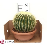Echinocactus Siilkaktus 40cm