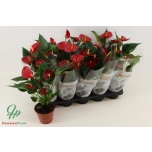 .Anthurium andreanum grp success red	12	40