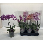 .Phalaenopsis mix MF 2OV	12	38