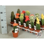 Gymnocalycium mihanovichii japan mix Kaktus 8,5cm