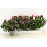 .Rhododendron simsii grp mixed	13	30
