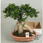 .Ficus microcarpa ginseng	30	45