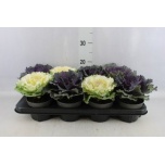 Brassica Kapsas oler 12cm