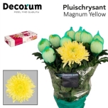 Chrysanthemum Krüsanteem Magnum Yellow
