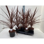 Cordyline australis Lõuna-tõlvpuu 17cm