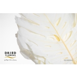 Dried Monstera exclusive Bleached 70cm (pk)
