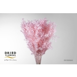 Dried Ruscus Bleached Light Pink 70cm (pk)