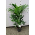 Howea forsteriana Forsteri kentiapalm 24cm