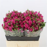 Kobarroos 60cm Tessa