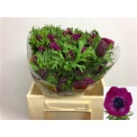 Anemone Ülane Purper